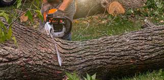 Why Choose Our Tree Removal Services in Hollymead, VA?