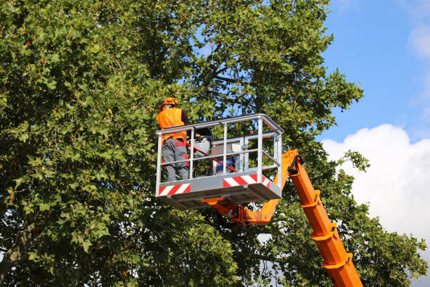 Best Tree Removal Service  in Hollymead, VA