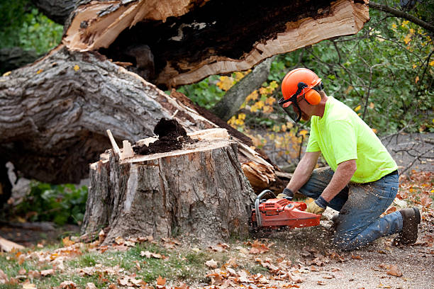 Best Leaf Removal Services  in Hollymead, VA